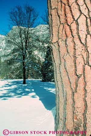 Stock Photo #9985: keywords -  alpine bark california environment landscape mountain mountains mt mtn mtns national nature park parks pine ponderosa scenery scenic sierra tree trees vert wild wilderness winter yosemite