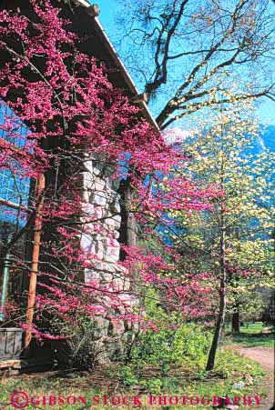 Stock Photo #10000: keywords -  ahwahnee architecture building buildings california classic design flowering flowers hotel hotels landmark landmarks lodge lodges mountain national old park parks redbud rustic spring stone style timber vert vintage yosemite