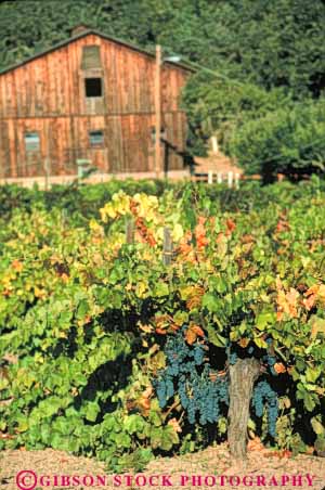 Stock Photo #10002: keywords -  agriculture attraction california country crop cultivate cultivating cultivation destination destinations farm farming grapes grow grower growers growing growth landscape napa scenery scenic tourist travel valley vert vine vines vineyard vineyards wine wineries winery