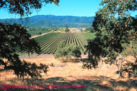Stock Photo #10003: keywords - agriculture attraction california country crop cultivate cultivating cultivation destination destinations farm farming grow grower growers growing growth horz landscape napa scenery scenic tourist travel valley vine vines vineyard vineyards wine wineries winery