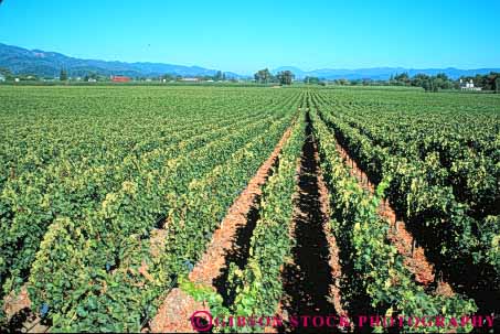 Stock Photo #10004: keywords -  agriculture attraction california country crop cultivate cultivating cultivation destination destinations farm farming grow grower growers growing growth horz landscape napa scenery scenic tourist travel valley vine vines vineyard vineyards wine wineries winery
