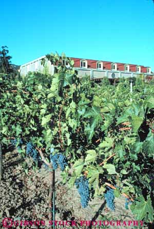 Stock Photo #10036: keywords -  agriculture architecture attraction building california coppola crop crops cultivate cultivating cultivation grape grapes grow growing making napa neibaum plant ripe tourist valley vert vine vines vineyard vineyards wineries winery wines