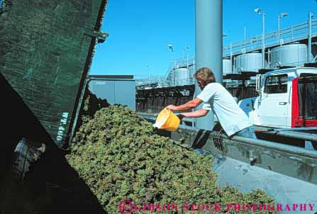 Stock Photo #10043: keywords -  agriculture berringer california crop crops grape grapes harvest harvested harvesting horz job jobs making man napa people valley wineries winery wines work worker workers working