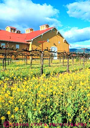 Stock Photo #10067: keywords - barn barns building buildings california colorful mustard napa sattui valley vert wild wine wineries winery wines