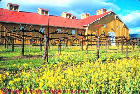 Stock Photo #10069: keywords -  barn barns building buildings california colorful horz mustard napa sattui valley wild wine wineries winery wines