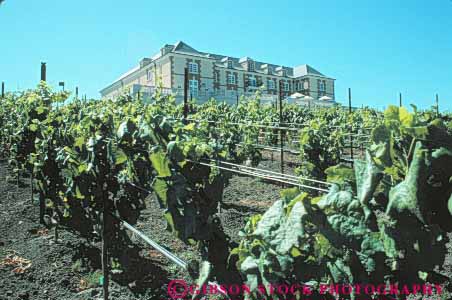 Stock Photo #10080: keywords - agriculture california carneros cultivate cultivating cultivation domaine grow growing horz napa valley vine vines vineyard vineyards wine wineries winery wines