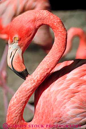 Stock Photo #10229: keywords - animal animals ardastra bahamas beak bird birds caribbean curve curved curving destination destinations flamingo flamingos gardens graceful head long nassau neck pink resort resorts skinny sunny sunshine travel tropic tropical vacation vert warm