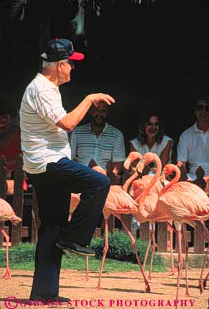 Stock Photo #10230: keywords -  animal animals ardastra bahamas bird birds caribbean cute destination destinations flamingo flock funny gardens guest imitate imitates imitating man march nassau pink resort resorts stupid sunny sunshine travel tropic tropical vacation vert walk warm