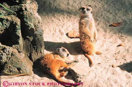 Stock Photo #10232: keywords -  animal animals ardastra bahamas captivity caribbean cute destination destinations fur gardens horz in mammal mammals meerkat meerkats nassau resort resorts small sunny sunshine travel tropic tropical vacation warm