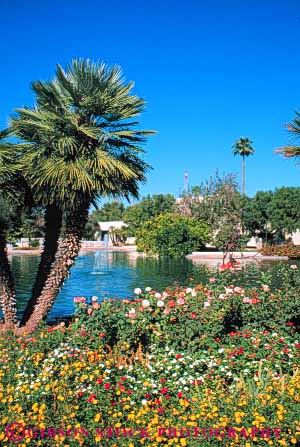 Stock Photo #9074: keywords - arid arizona climate community desert destination dry garden gardens hot in landscape landscaped landscaping mall malls park parks phoenix pond ponds public resort resorts rose roses scenery scenic scottsdale southwest southwestern sunny travel vert warm water west western