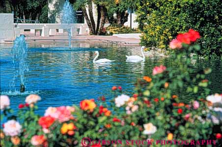 Stock Photo #9075: keywords - arid arizona bird birds climate community desert destination dry horz hot in landscape landscaped landscaping mall malls pair park parks phoenix pond ponds public resort resorts scenery scenic scottsdale southwest southwestern sunny swans travel two warm water west western white