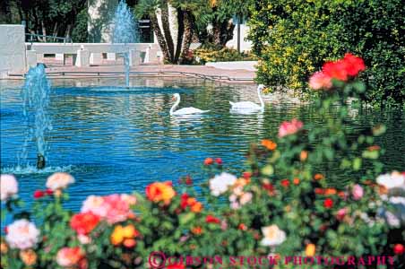 Stock Photo #9075: keywords -  arid arizona bird birds climate community desert destination dry horz hot in landscape landscaped landscaping mall malls pair park parks phoenix pond ponds public resort resorts scenery scenic scottsdale southwest southwestern sunny swans travel two warm water west western white