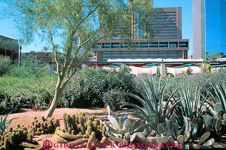Stock Photo #11769: keywords - arizona cactus civic desert deserts downtown dry garden gardens horz landscape landscapes landscaping phoenix plaza plazas southwest urban west western