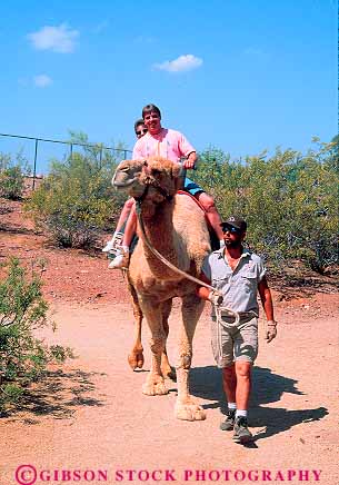 Stock Photo #11782: keywords -  activity arizona camel camels captive couple outdoor outside people phoenix recreation ride rides riding southwest vert west western zoo zoos