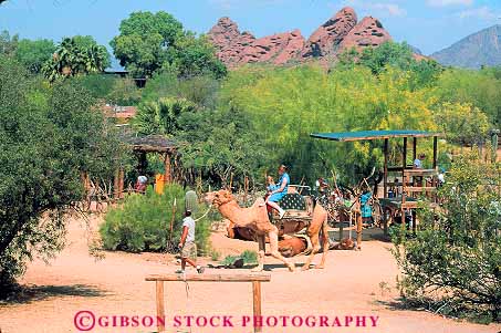 Stock Photo #11783: keywords - arizona camel camels horz outdoor outside people phoenix recreation ride rides riding southwest west western zoo zoos