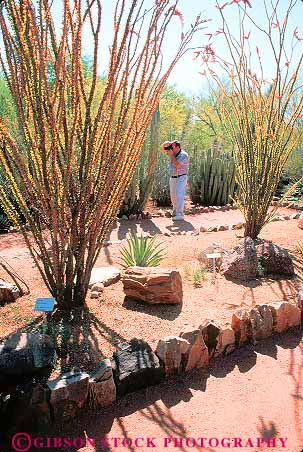 Stock Photo #11793: keywords -  arizona botanical cactus desert deserts dry garden gardens in landscape man near ocotillo outdoor outside phoenix photograph recreation southwest taking vert west western