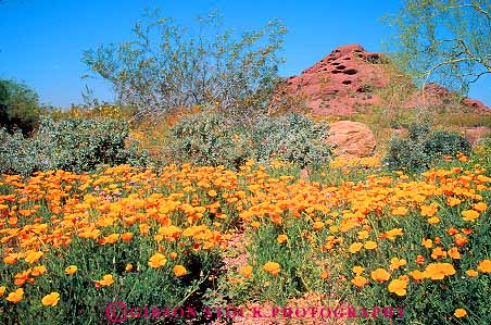 Stock Photo #11794: keywords -  arizona botanical bright california colorful desert deserts dry flower flowering flowers garden gardens horz in landscape nature orange outdoor outside phoenix poppies recreation scenery scenic southwest spring west western wilderness