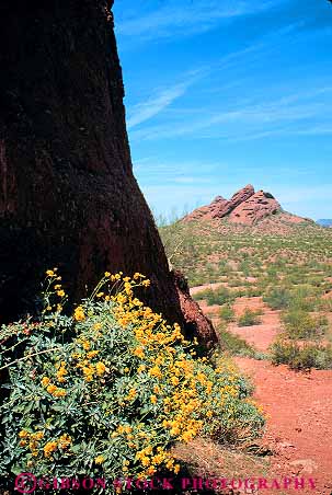 Stock Photo #11795: keywords -  arizona blossoming desert deserts in mountain municipal nature outdoor outside papago park parks phoenix public recreation southwest spring vert west western wilderness wildflower wildflowers