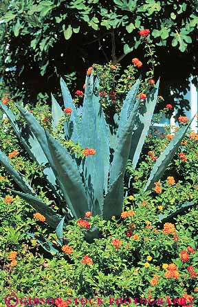 Stock Photo #11798: keywords - agave and arizona cacti cactus flower flowering garden gardens green lantana phoenix southwest vert west western