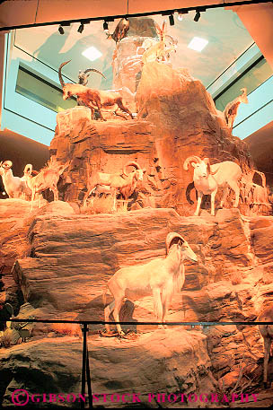 Stock Photo #11700: keywords - animal animals arizona display displays exhibit exhibits international mounted museum museums southwest stuffed tucson vert west western wild wildlife