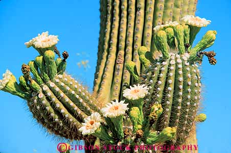 Stock Photo #11709: keywords -  arizona blossom blossoming blossoms cacti cactus closeup desert deserts detail flower flowering flowers horz monument national plant plants saguaro southwest spring tucson west western