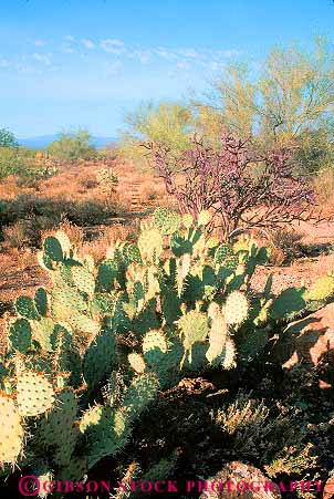 Stock Photo #11729: keywords -  and arid arizona cacti cactus cholla climate community desert deserts dry ecology environment habitat habitats hot landscape landscapes monument national nature park parks pear plant plants preserve preserved prickly saguaro scenery scenic tucson vert wilderness