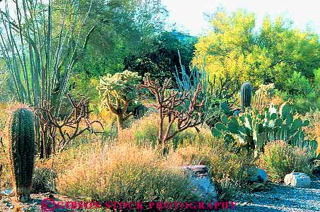 Stock Photo #11730: keywords - arid arizona cacti cactus climate community desert deserts dry ecology environment habitat habitats horz hot landscape landscapes monument national nature park parks plant plants preserve preserved saguaro scenery scenic species tucson various wilderness