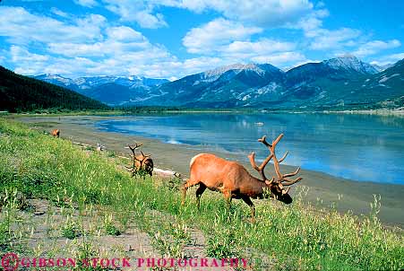 Stock Photo #12089: keywords -  alberta antler brown canada destination elk fur graze grazes grazing group horz jasper lake large mammal mountains national park parks public rocky travel