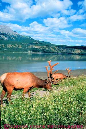 Stock Photo #12492: keywords - alberta animal animals antler antlers calm canada clean elk feed feeding flat fur graze grazing jasper lake lakes landscape large mammal mountain mountains national natural nature park parks pristine public pure quiet rocky scenery scenic serene snow two vert water wild wilderness