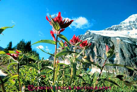 Stock Photo #12494: keywords -  alberta blossom blossoming canada flower flowers horz jasper mountain mountains national natural nature paintbrush park parks public red rocky spring summer wild wilderness wildflower wildflowers