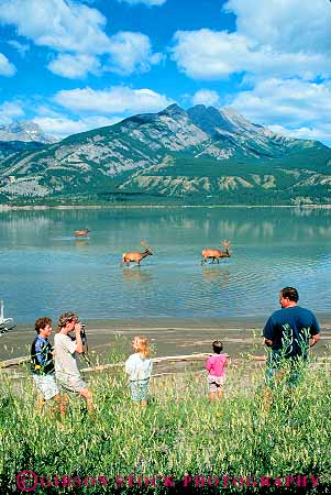 Stock Photo #12496: keywords -  alberta animal animals canada elk families family jasper lake mammal national natural nature observation observe observing park people public scenic scenry see seeing spot spotting tourist tourists traveler travelers vert view viewing watch watching wild wilderness wildlife