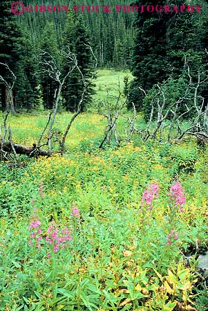 Stock Photo #12000: keywords - alpine colorado ecology environment habitat in landscape landscapes meadow meadows mountain mountains national nature park parks plant plants preserve public rocky scenery scenic vert wildflower wildflowers