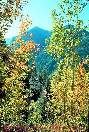 Stock Photo #18699: keywords - aspen autumn color colorado colors fall landscape leaves mountain mountains natural nature region rockies rocky scenery scenic season state telluride trees turning vert wild wilderness