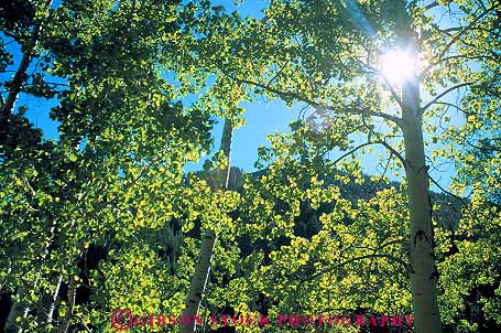 Stock Photo #12588: keywords - aspen behind bright colorado community destination forest glare green horz leaf leaves mountain mountains resort resorts rocky summer sun sunny town travel tree trees vail