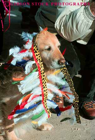 Stock Photo #11939: keywords - animal animals annual aspen chill chilly cold colorado costume costumes decorate decorated destination dog dogs downhill event fair fairs festival festivals for in mountains parade parades pet pets recreation resort resorts rocky season ski snow travel vert winter winterskol