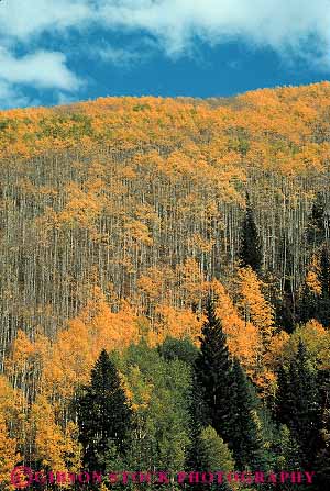 Stock Photo #12855: keywords - aspen autumn color colorado destination fall foliage mountains resort resorts rocky travel trees vert west western yellow