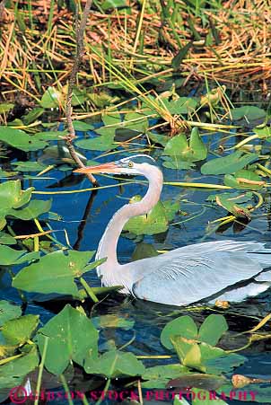 Stock Photo #12861: keywords -  animal aquatic big bird birds blue curve curved curves ecological ecology environment everglades florida freshwater great habitat habitats head heron large marsh marshes national nature neck park parks preserve public reserve swamp swamps threatened tropical vert water wetland wetlands wildlife