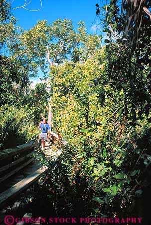 Stock Photo #12863: keywords -  aquatic bridge ecological ecology elevate elevated environment everglades florida freshwater habitat habitats hammock hike hikers hiking in mahogany marsh marshes national nature park parks path paths people preserve public reserve route swamp swamps threatened tourist tourists trail trails tropical vert visitor visitors walk walkers walking walkway walkways water wetland wetlands wood wooden