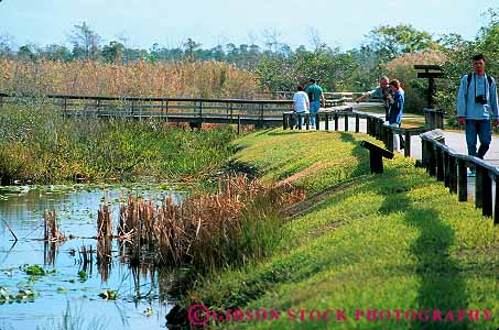 Stock Photo #12865: keywords -  along anhinga aquatic ecological ecology environment everglades florida freshwater habitat habitats horz marsh marshes national nature observe observing park parks people preserve public reserve see seeing spot spotting swamp swamps threatened tourist tourists trail trails tropical view viewing visitor visitors watch watching water wetland wetlands wildlife
