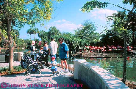 Stock Photo #11539: keywords - bird birds destination exhibit families family flamingo flamingos florida fun horz metrozoo miami outdoor outside people play playing recreation travel zoo zoos
