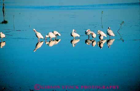 Stock Photo #11540: keywords -  animal animals bird birds calm coast coastal feed feeding flock flocks florida group groups hammock horz ibis matteson miami ocean outdoor outside park quiet sea shallow shore shoreline still water white wildlife
