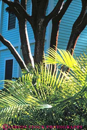 Stock Photo #9500: keywords - abstract and destination florida islands key keys nature palm plant plants resort resorts travel tree tropic tropical vacation vert west