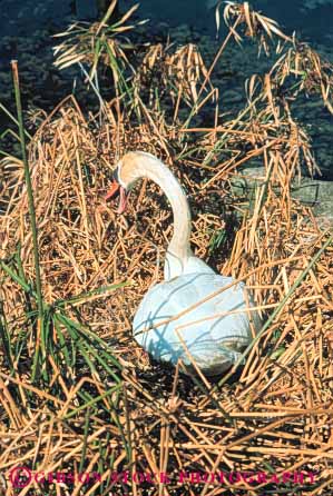 Stock Photo #8282: keywords -  big bird destination environment eola florida lake nature nest nesting orlando shoreline swan travel usa vacation vert white wildlife