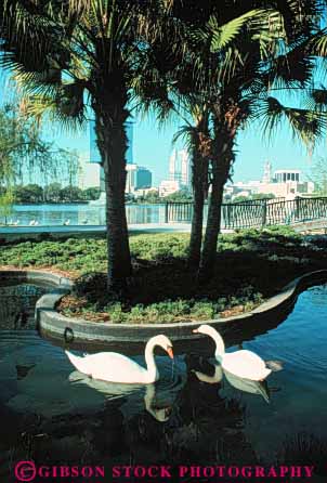 Stock Photo #8287: keywords -  big bird birds destination environment eola florida habitat huge lake orlando pair swans tame travel two usa vacation vert water white wildlife