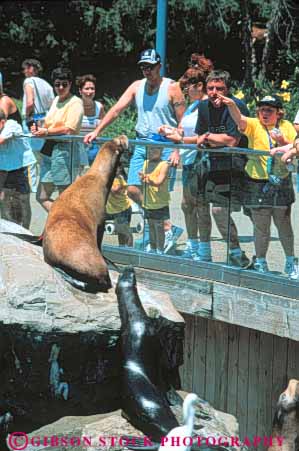 Stock Photo #8349: keywords -  activities activity amusement attraction captive captivity destination do families family feeding florida fun leisure lion lions mammal mammals marine orlan park people play resort resorts sea tourist travel usa vacation vert world