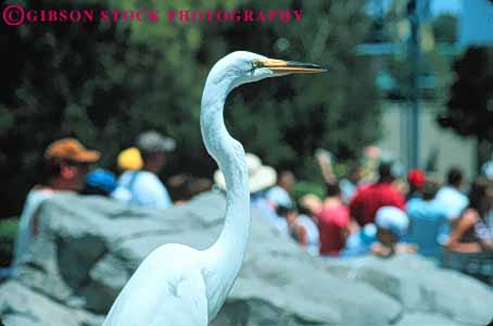 Stock Photo #8350: keywords -  activities activity amusement attraction destination egret families family florida fun horz leisure orlando park people play resort resorts sea tourist travel usa vacation white world