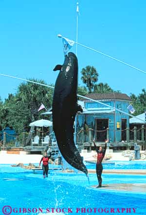 Stock Photo #8351: keywords - activities activity airborn amusement animal animals attraction destination entertain entertaining entertainment entertains false families family florida fun jump jumping jumps killer leap leaping leaps leisure mammal mammals marine orlando park people perform performance performing performs play practice resort resorts sea show tourist trained travel usa vacation vert whale whales world