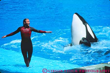 Stock Photo #8353: keywords - activities activity amusement animal animals arm arms attraction communicate communicates communicating communications dance destination entertain entertaining entertainment entertains families family florida fun hand hands horz killer leisure mammal mammals marine orlando park people perform performance performing performs person play practice resort resorts sea show signal signaling signals tourist trained trainer travel usa vacation whale whales with woman world