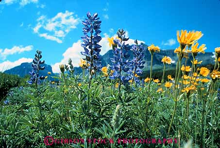 Stock Photo #12907: keywords -  colorful delicate flower glacier horz lake landscape landscapes montana mountain mountains national nature park parks public rocky scenery scenic swiftcurrent wilderness wildflower wildflowers
