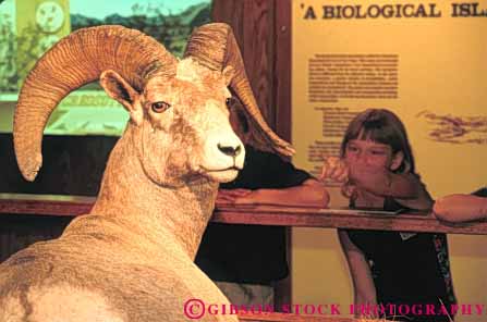 Stock Photo #8124: keywords -  animal big destination display horn horz interior las museum museums nature nevada sheep state stuffed travel usa vegas wildlife